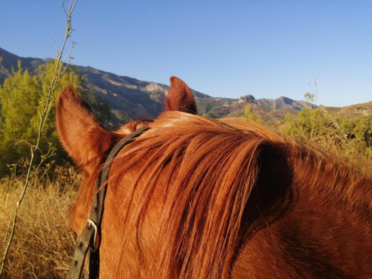 Finca Mariposa Mariposaholidays Nerja Zewnętrze zdjęcie